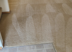 Pet Damage Treatment
